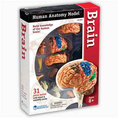 MODEL, BRAIN, ANATOMY MODEL, BRAIN, ANATOMY